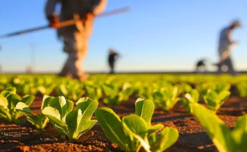 Aumentan agricultores asegurados