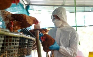 Posibles casos de influenza aviar en Cabo Rojo y Lajas